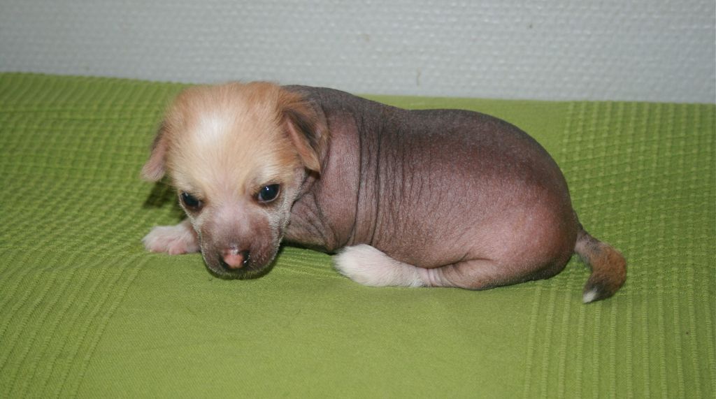 Henry Humberto Avrina