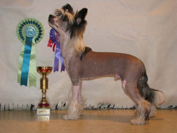 Mooncrest Windy Charmer