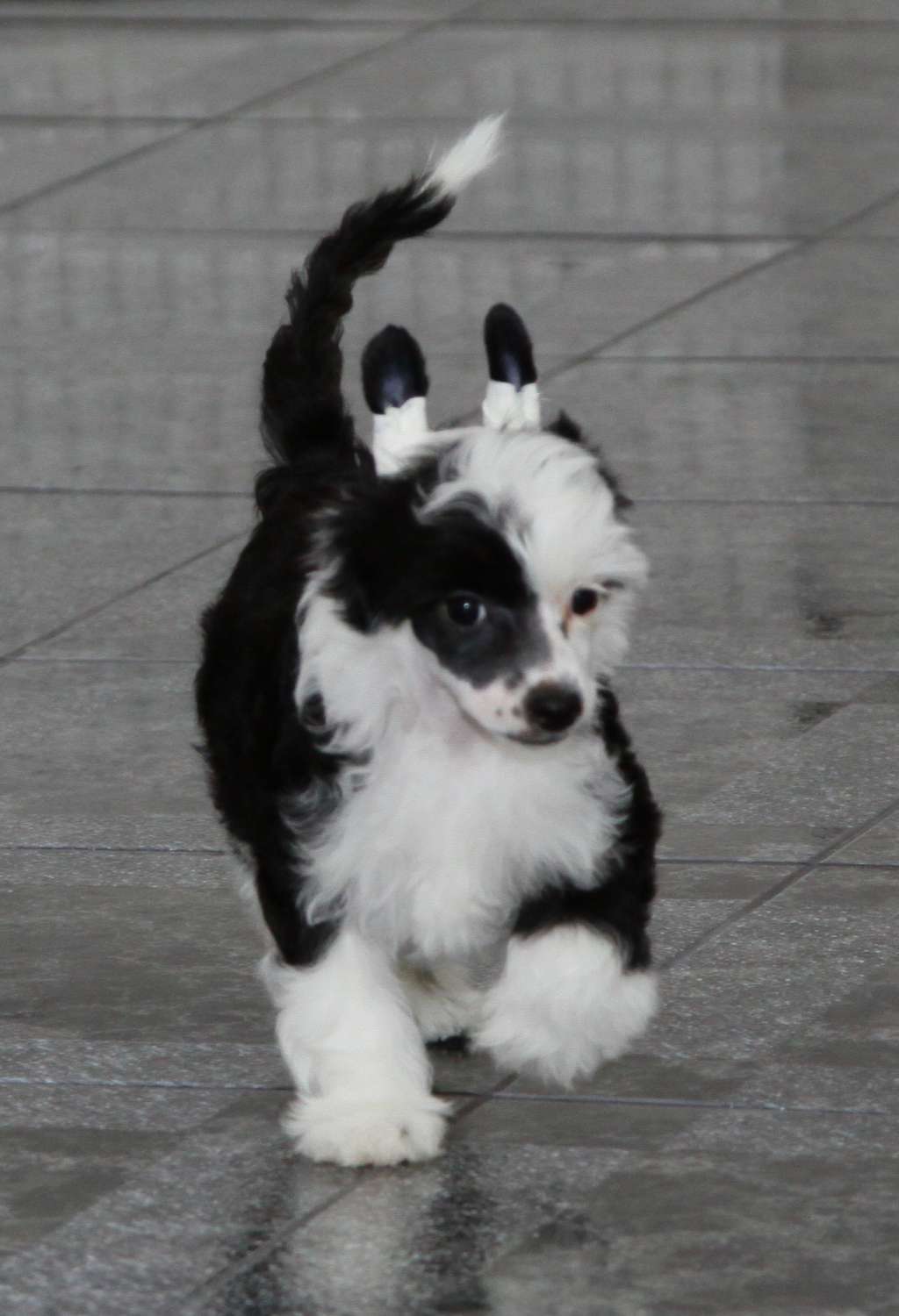 Premier Mari Tiffany