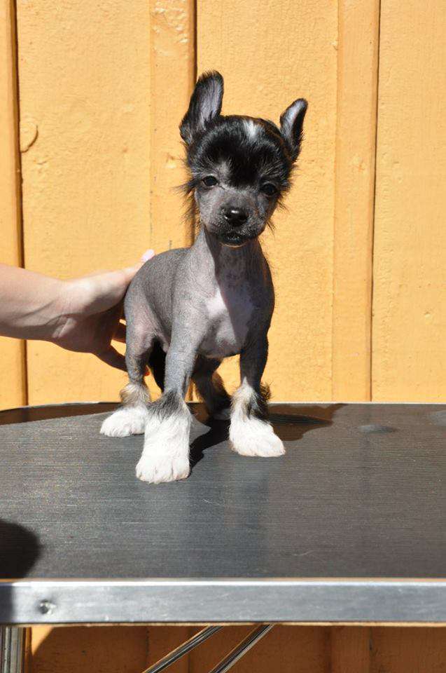 Lisar's Autumn Breeze