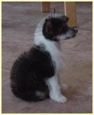 La Forza Del Destion Della Castafiore