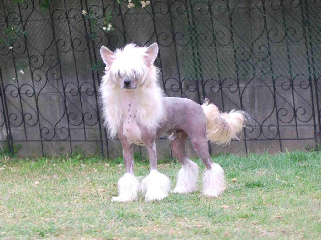 TInker Jp Canterbury Bells