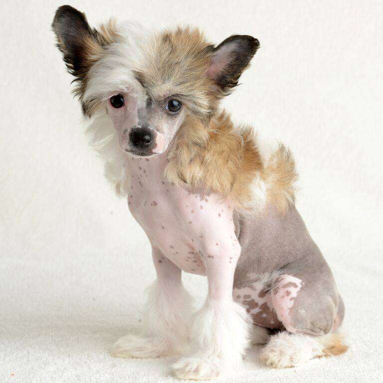 Amor Bella's Ballerina Doll