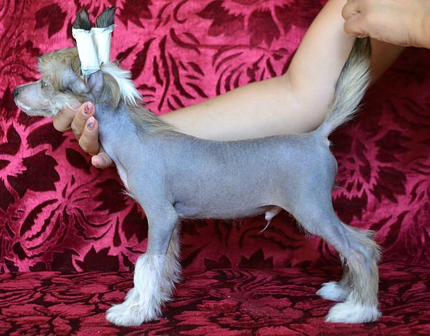 Hohlatiy glamour Laid Devis