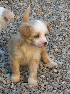 Lady Ml Diamond Dakar