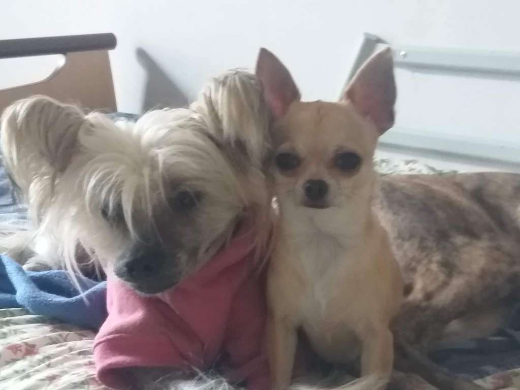 Il était une fois Unforgetable black beauty