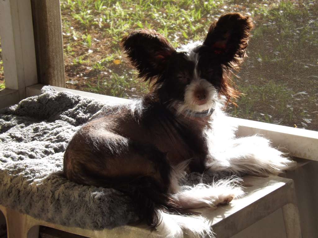 Muso Grazioso Nyko Moost Precious Gift