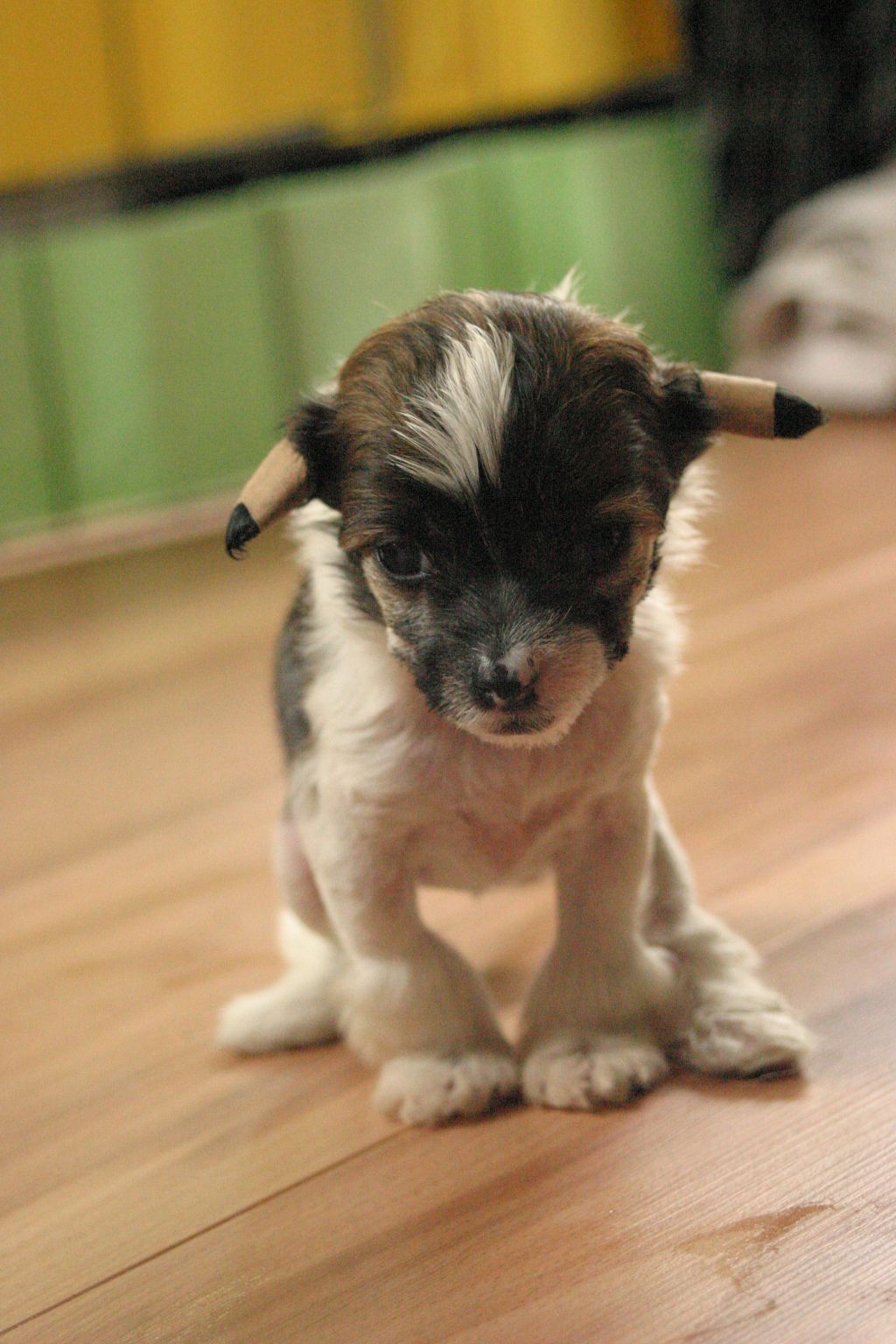 Happy Dancing Queen Querida