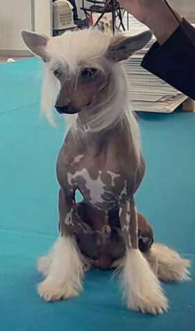 Tiajin de Crestados Yin-yang