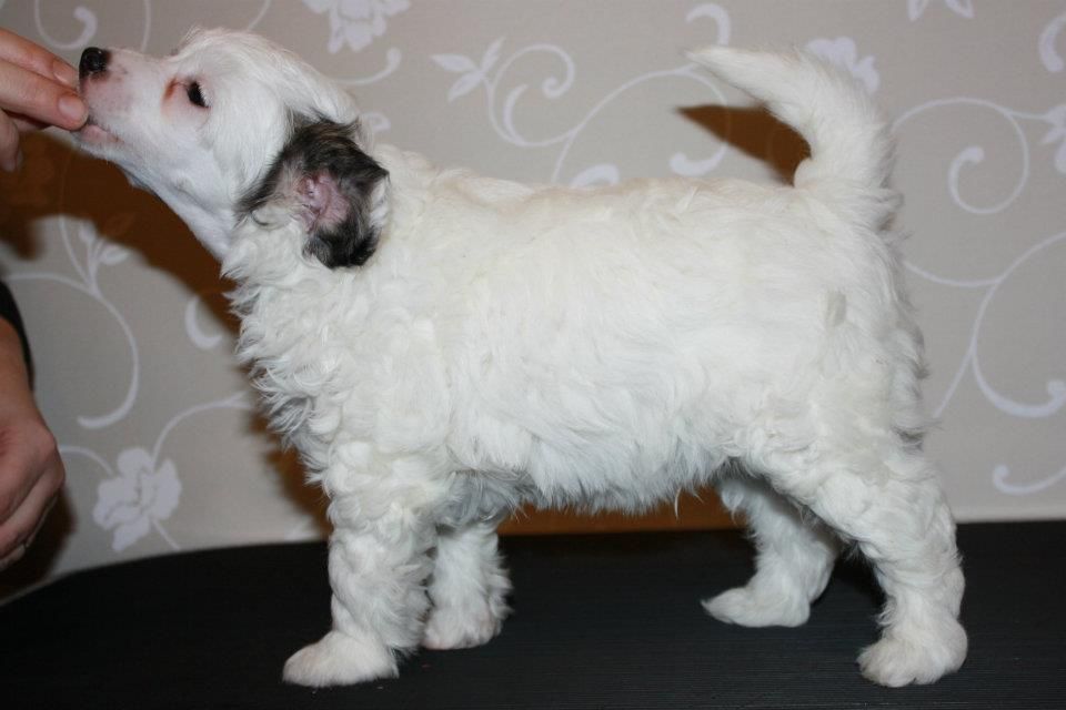 Chattanooga's Oopperan Kummitus