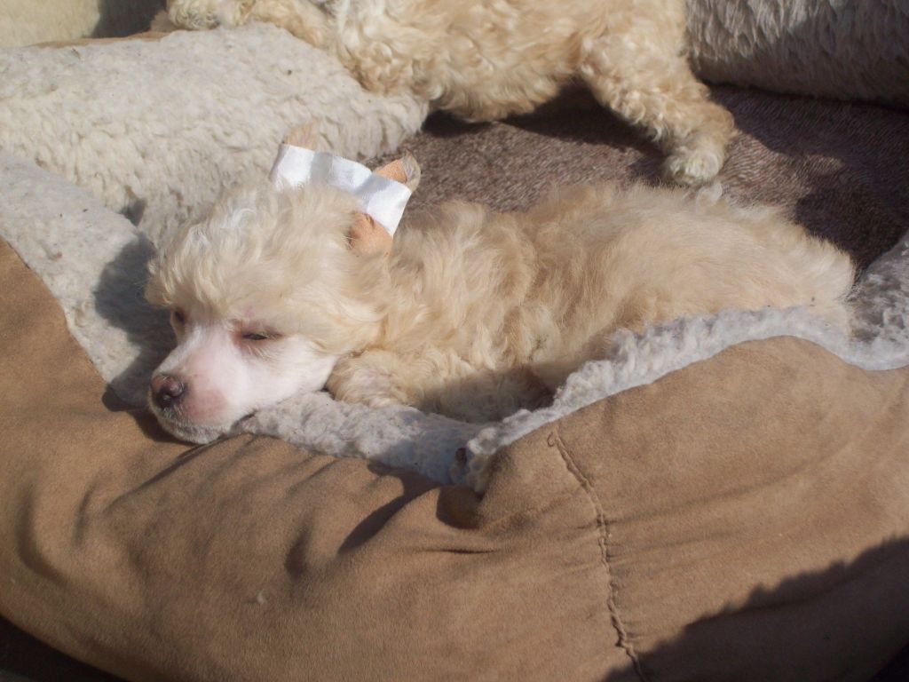 Puha - Luxus Porcelán Csoda