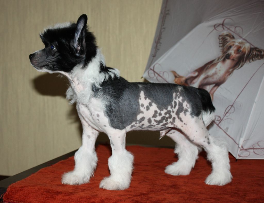 Trafaret Bonus Westtai