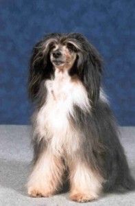 Moonstring's Black Magic