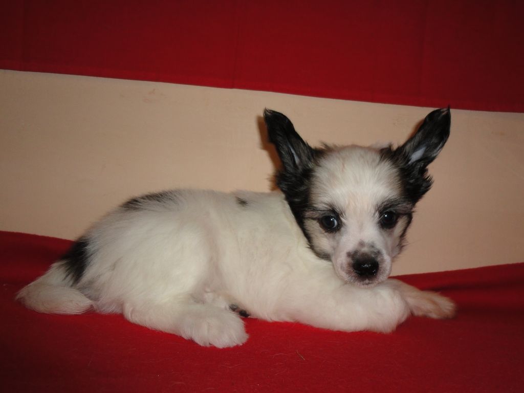 Hardi Hant  Bonus Westtai