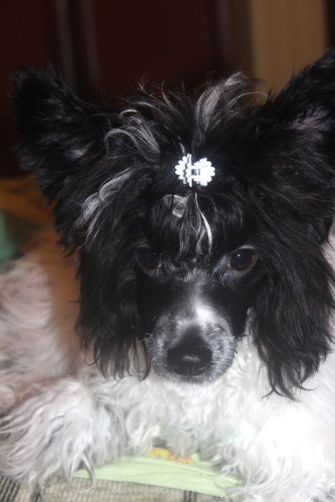 Fiery Fame Crown Prince