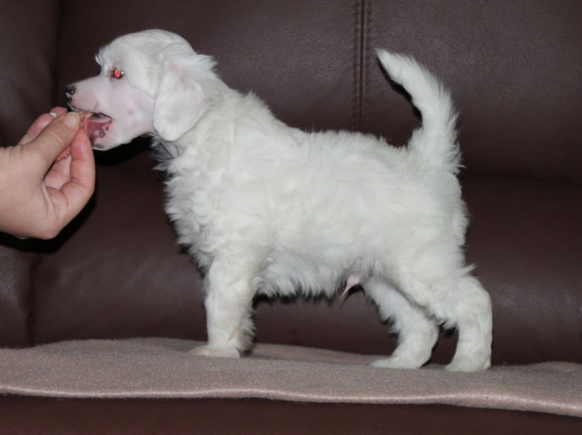 Joyway's White Wizard