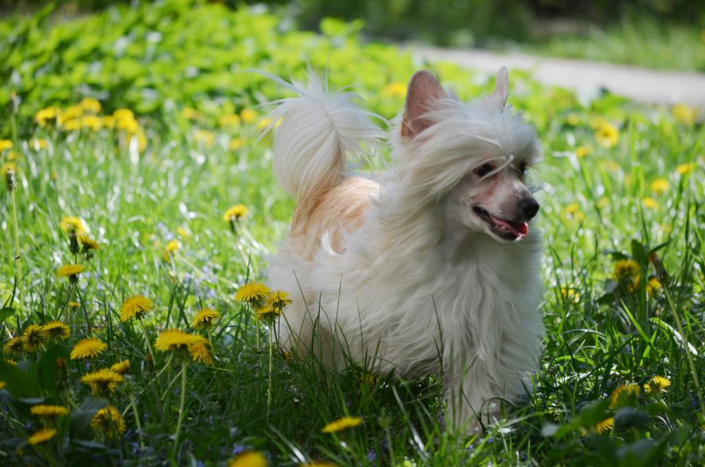 Magic of Success Linden Blossom