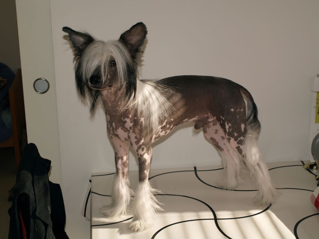 Fiabella's Fairy King