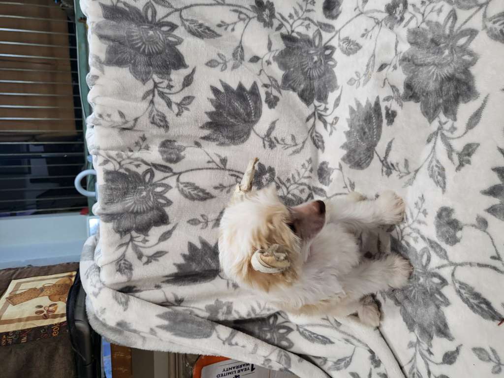 Dazzles Darling Little Fae