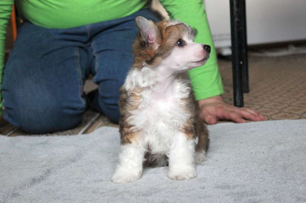 Rus Lorens Kape Breton