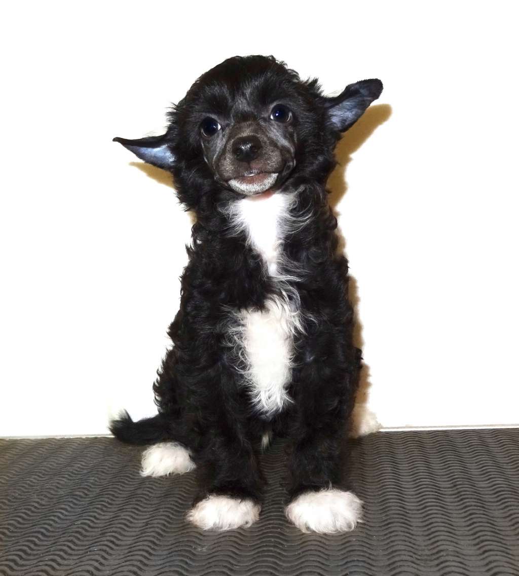 Tariq Diamond of the Night