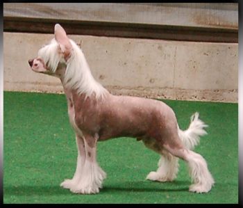 Princess Leia's Still Got The Blues