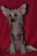 Vologodskiy Souvenir Berestinka