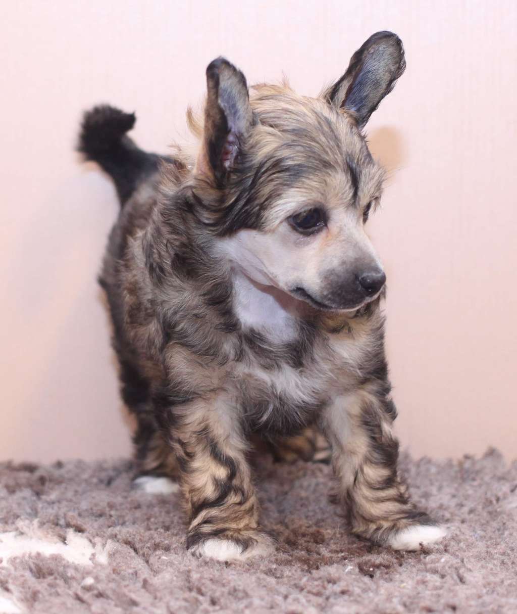 Artic Flyers Guardian Angel