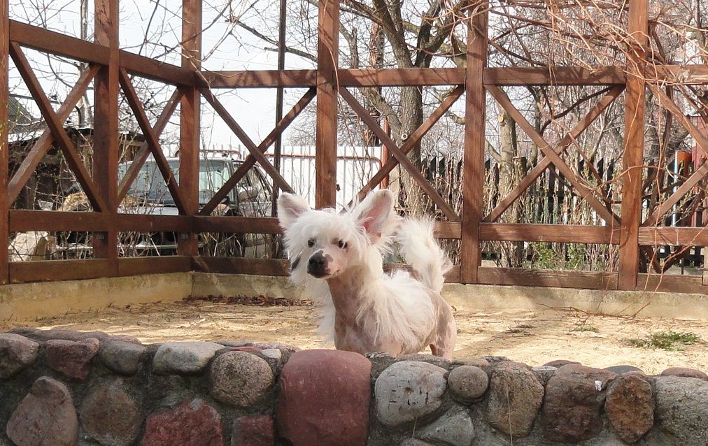 Emmanuel Bonus Westtai