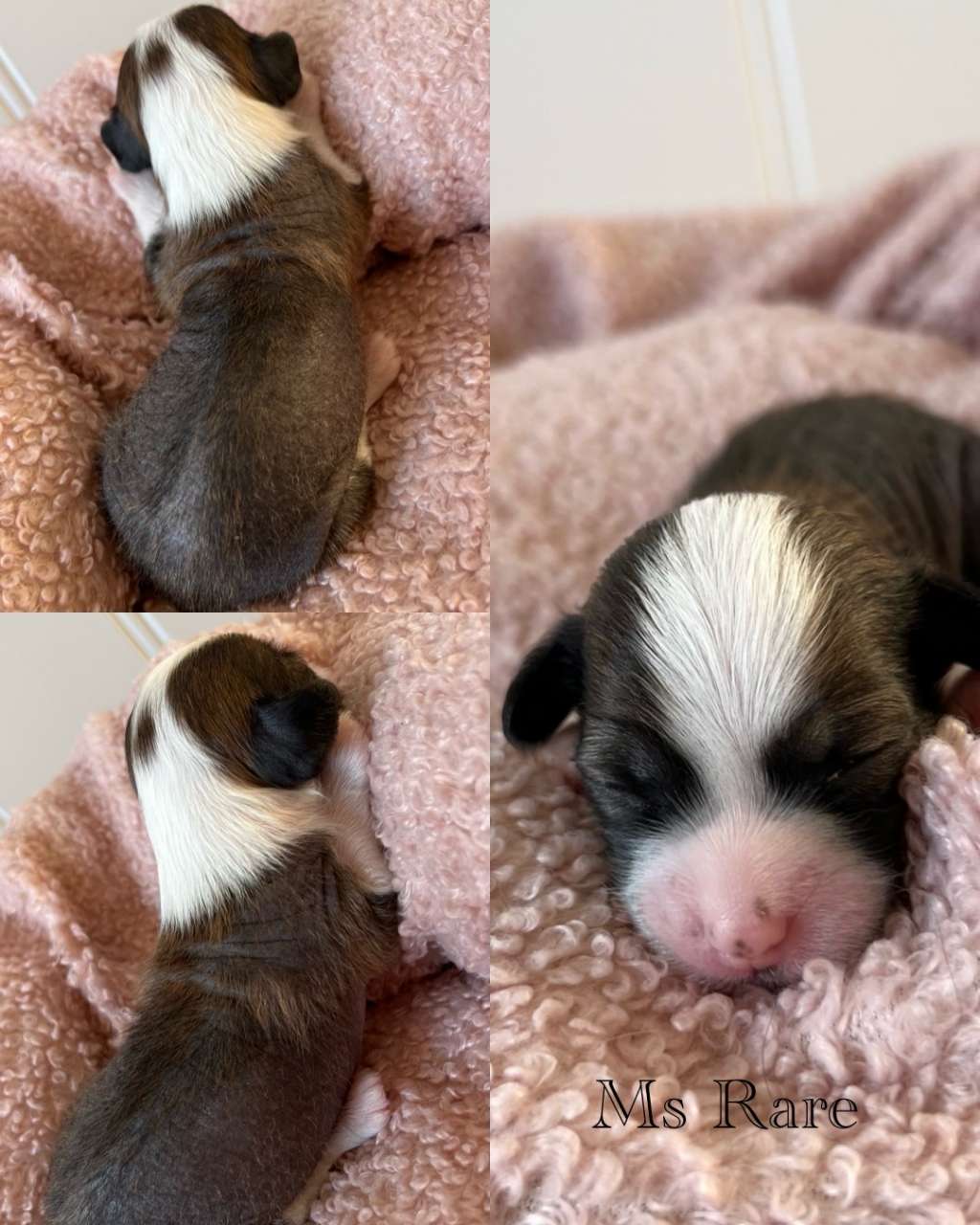 Dreamful Ms Rare by Naked Bubbles