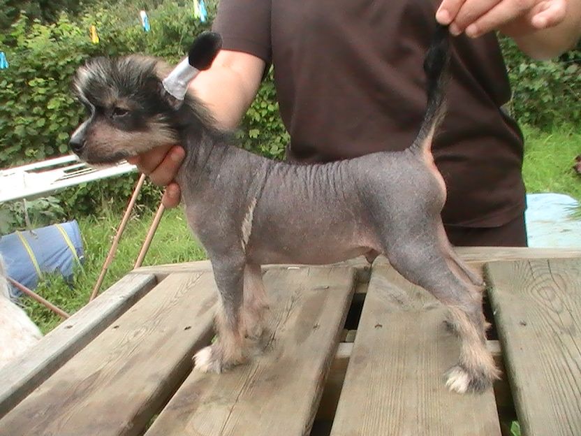 Blue bird paradise Jay-jay