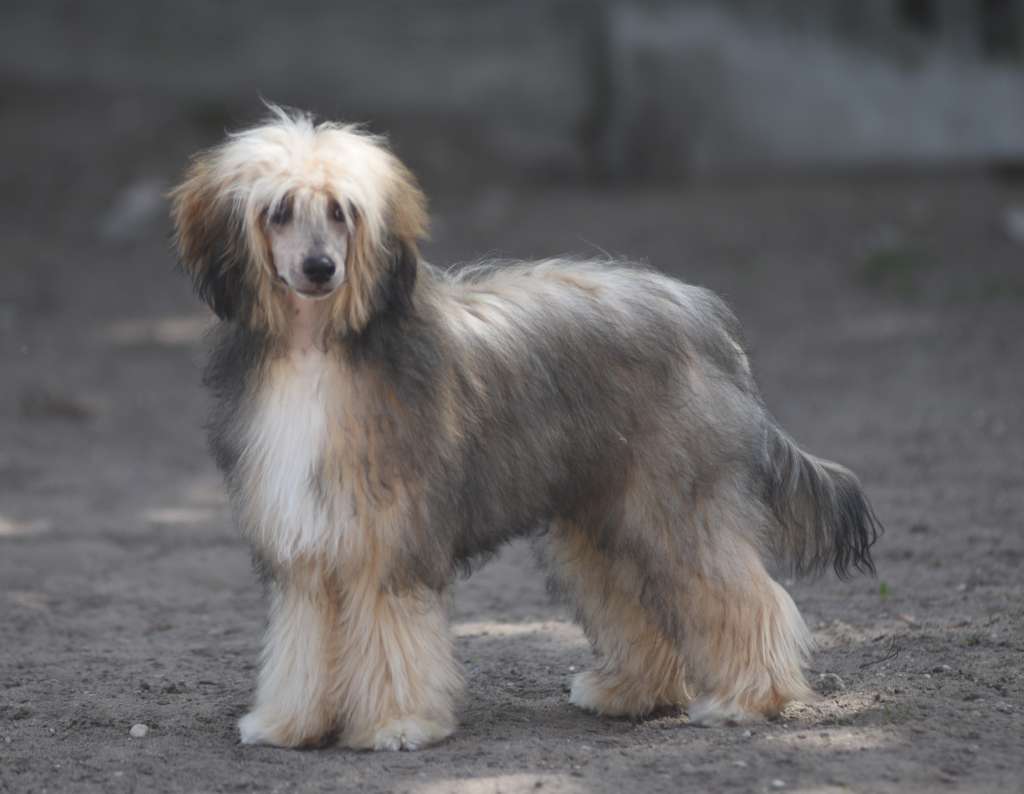 Ringo iz Sozvezdiya Khana