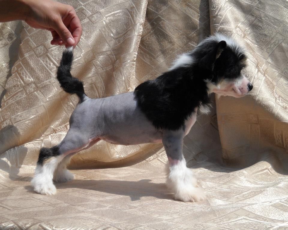 Karamel'ka Dom Risorto