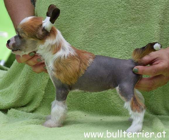 Laureola's Daydream Aeva