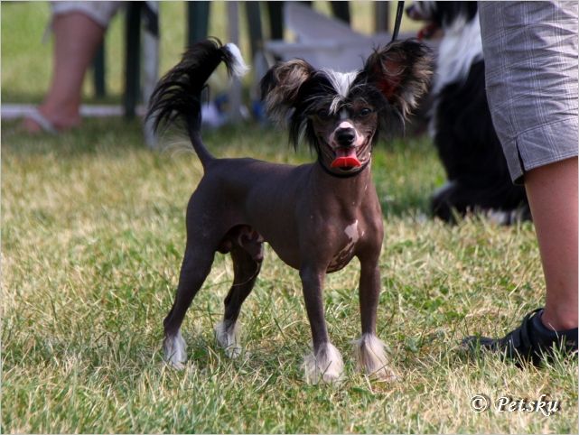 Kaunisvirran Yön Ritari