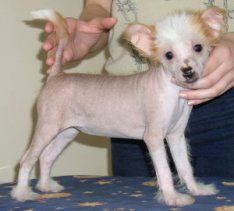 Caramelka Hot Chocolate