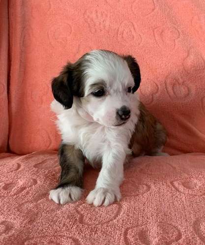 Proud Pony Xtended Version