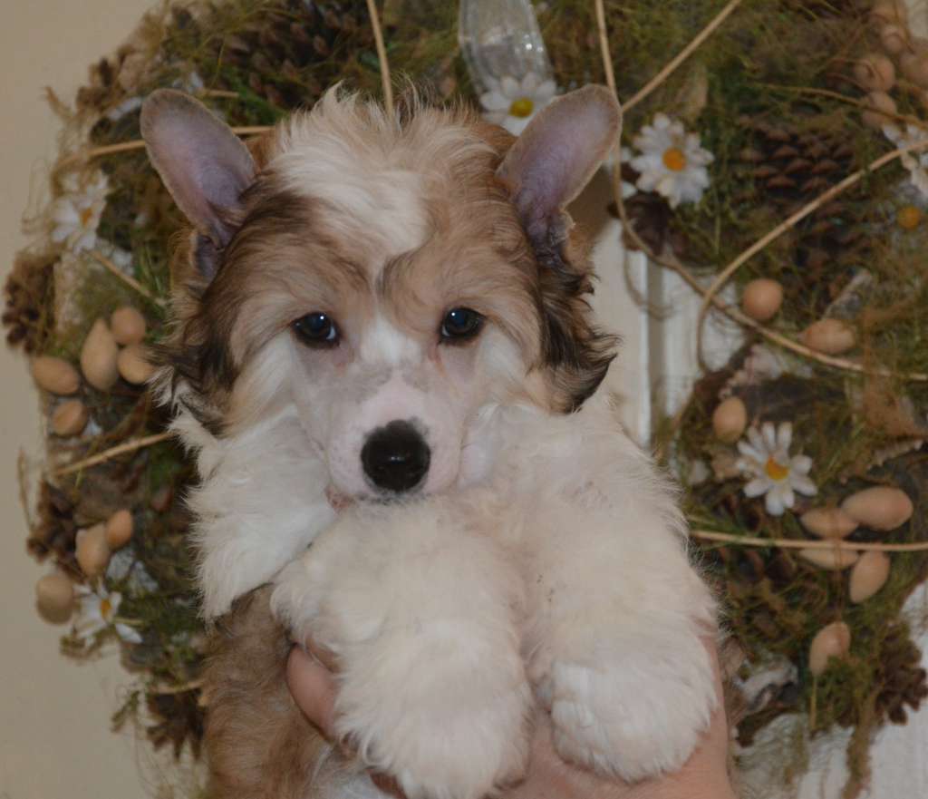 Cuba Libre To Be My Dream