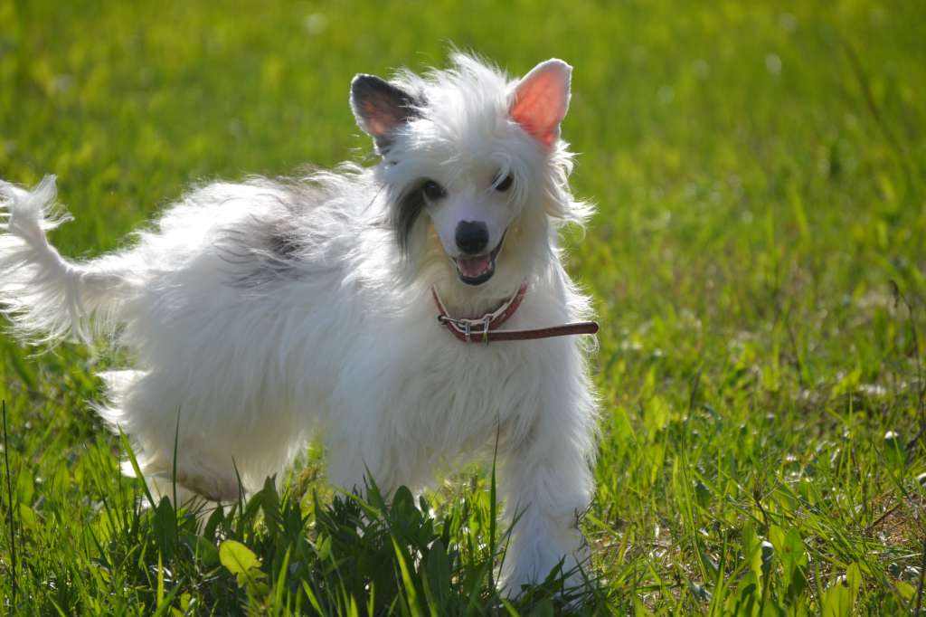 Ketrin Kristol Gvendolina