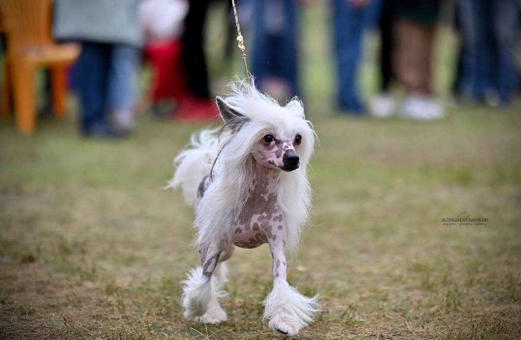 Zheneva-Debjut Orfeus