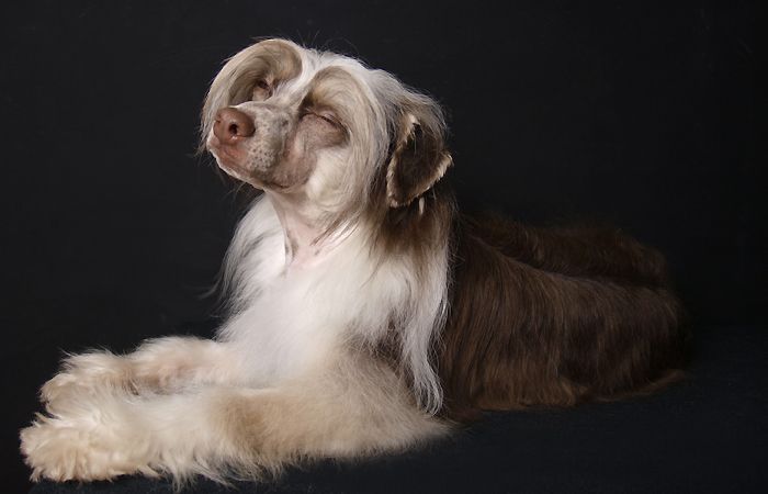 Dogland Happy  Pret-A-Porte