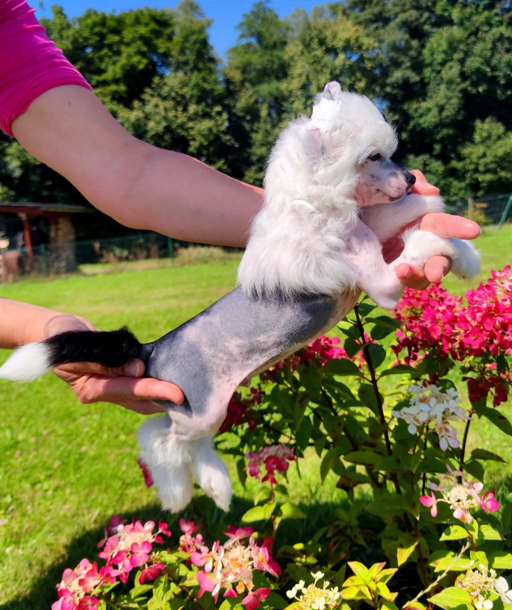 Midnight Kiss Crystal Ice