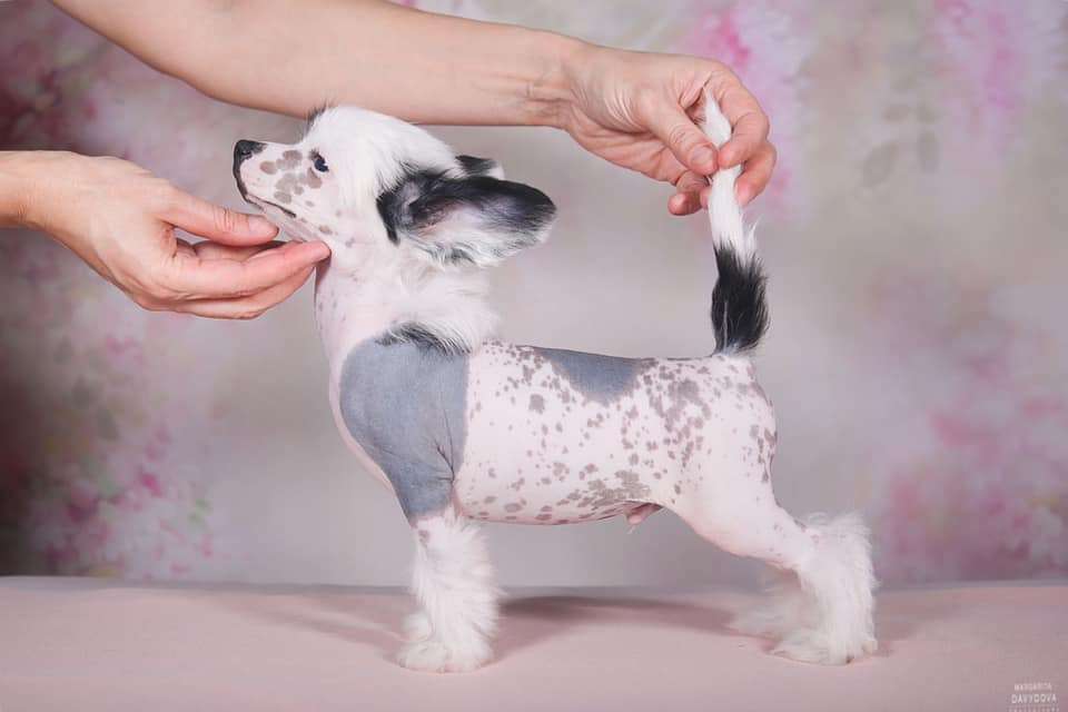 Fiery Fame Vis Vitalis