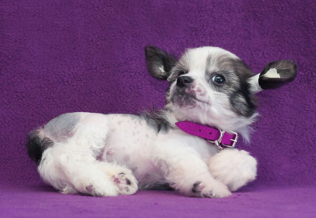 Lux Star Jak Patriak