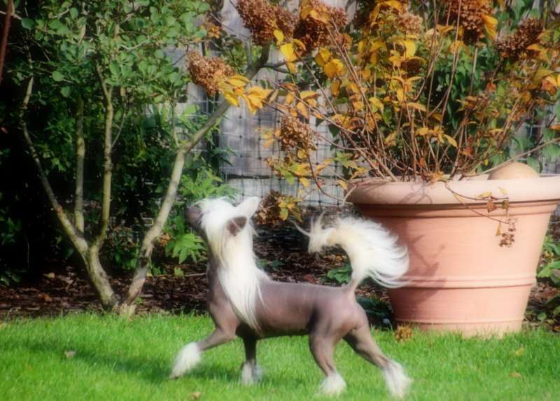 Magnus Staff Zoe by Solino's