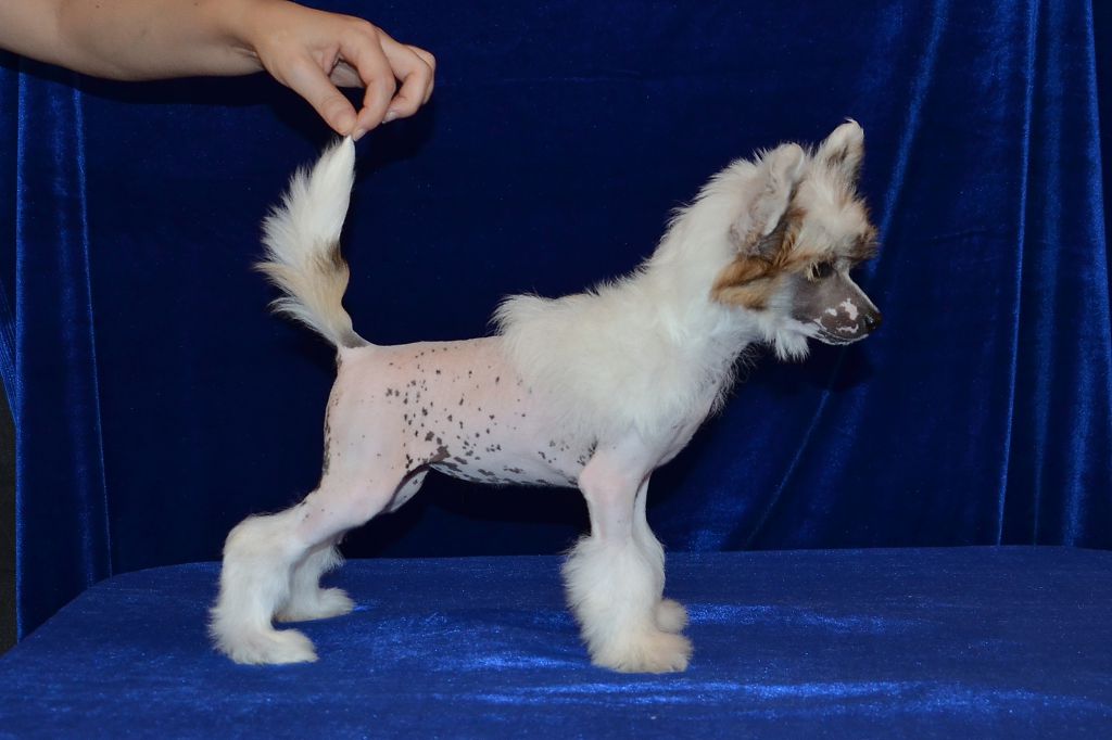 Ins Lucky Star Valensij dlj Marvis Stile