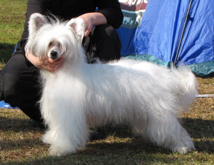 Cosplay's Yuzu Kurosaki