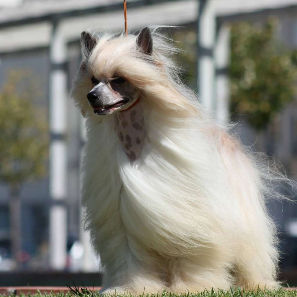 Ch. Mlt. Jr.Ch Kyd smile de Almamasan