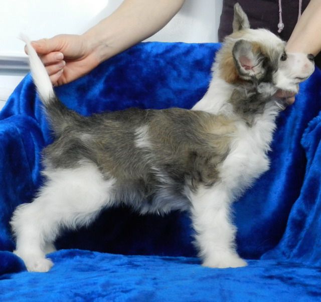 Ermak iz Sozvezdiya Khana