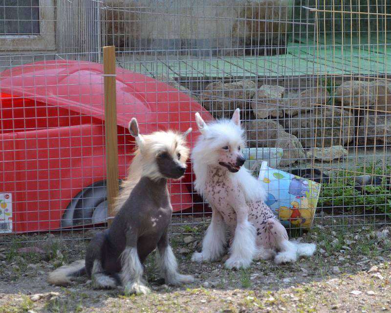 Divnaya Vanil" Iz Goroda Skavy